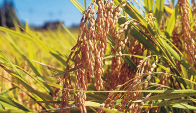 水稻循環(huán)經(jīng)濟(jì)