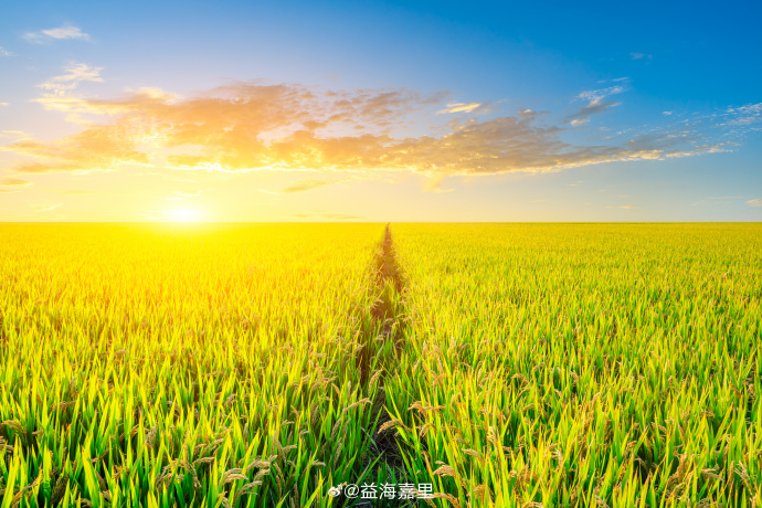 國家統(tǒng)計局發(fā)布2025年全國糧食產(chǎn)量數(shù)據(jù)